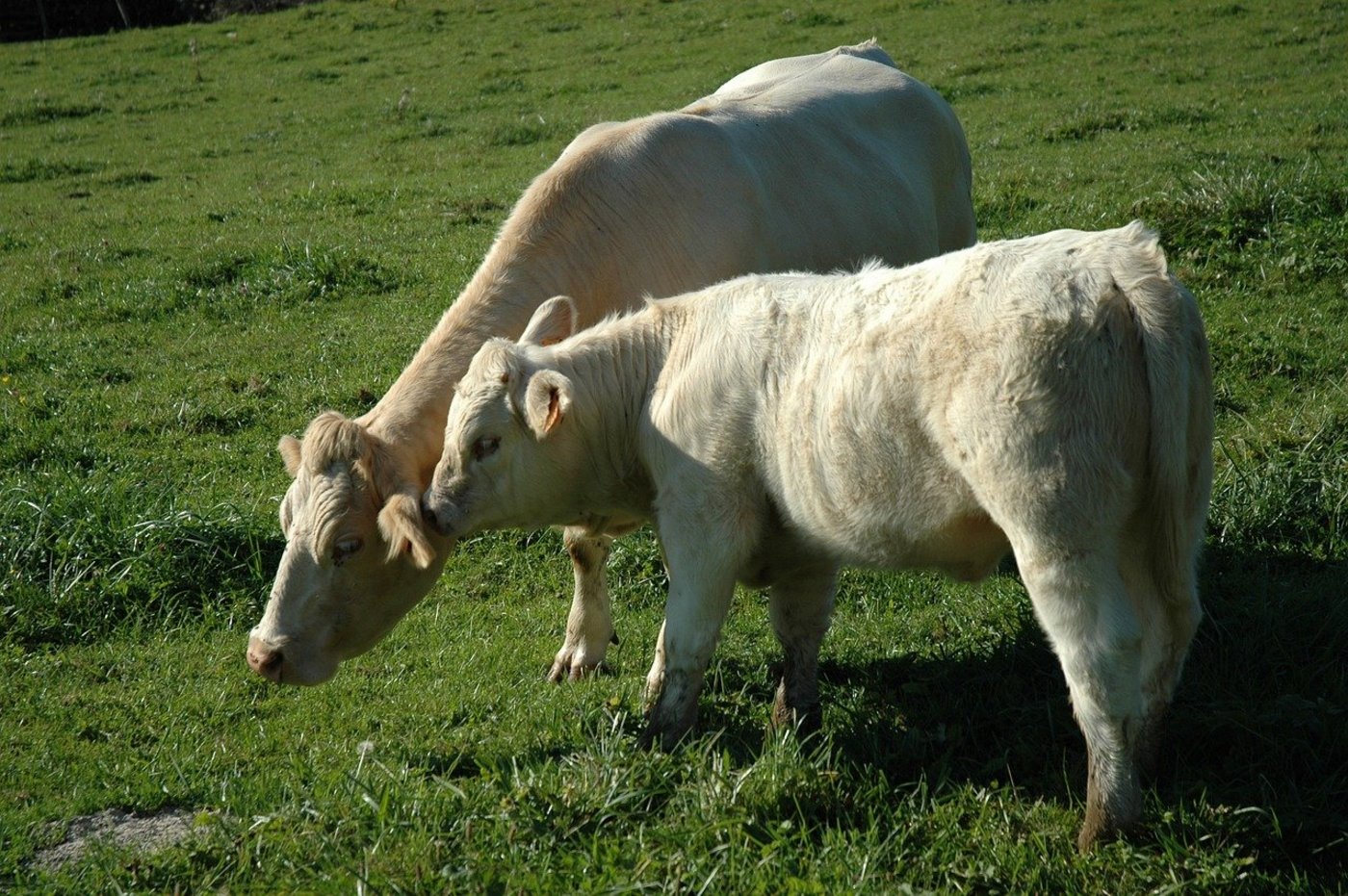 (Symbolbild Pixabay)