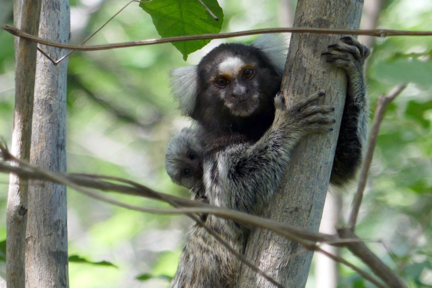 Bei Krallenaffen, wie diesen Weissbüscheläffchen, werden in der Regel zwei Jungtiere geboren. Der Vater und die anderen Gruppenmitglieder unterstützen das Weibchen bei der Aufzucht. (Bild: Judith Burkart)
