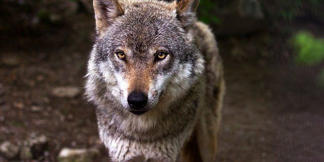 zum Schutz von Wild- und Nutztieren im Kanton Bern fordert den Abschuss von Wolf M76. (Symbolbild pixabay)