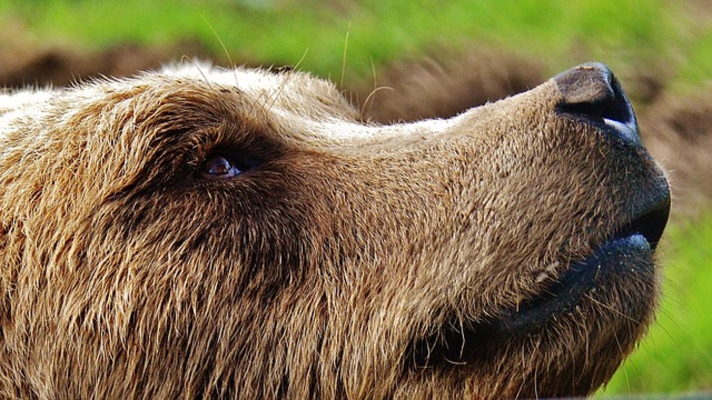 Der Kanton mahnt, zu gesichteten Bären Distanz zu halten und der eigenen Sicherheit zuliebe auf einen "Bären-Schnappschuss" zu verzichten. (Symbolbild Pixabay)