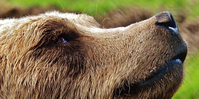 Der Kanton mahnt, zu gesichteten Bären Distanz zu halten und der eigenen Sicherheit zuliebe auf einen "Bären-Schnappschuss" zu verzichten. (Symbolbild Pixabay)