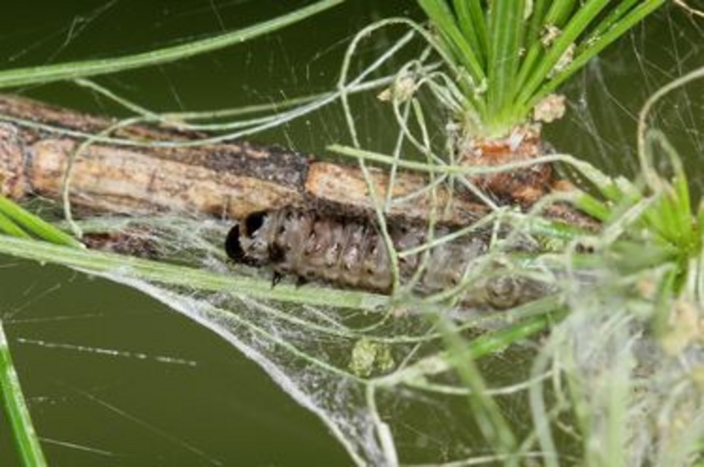 Ausgewachsene Raupe mit Gespinstfäden, angebissenen Nadeln und Kotballen.