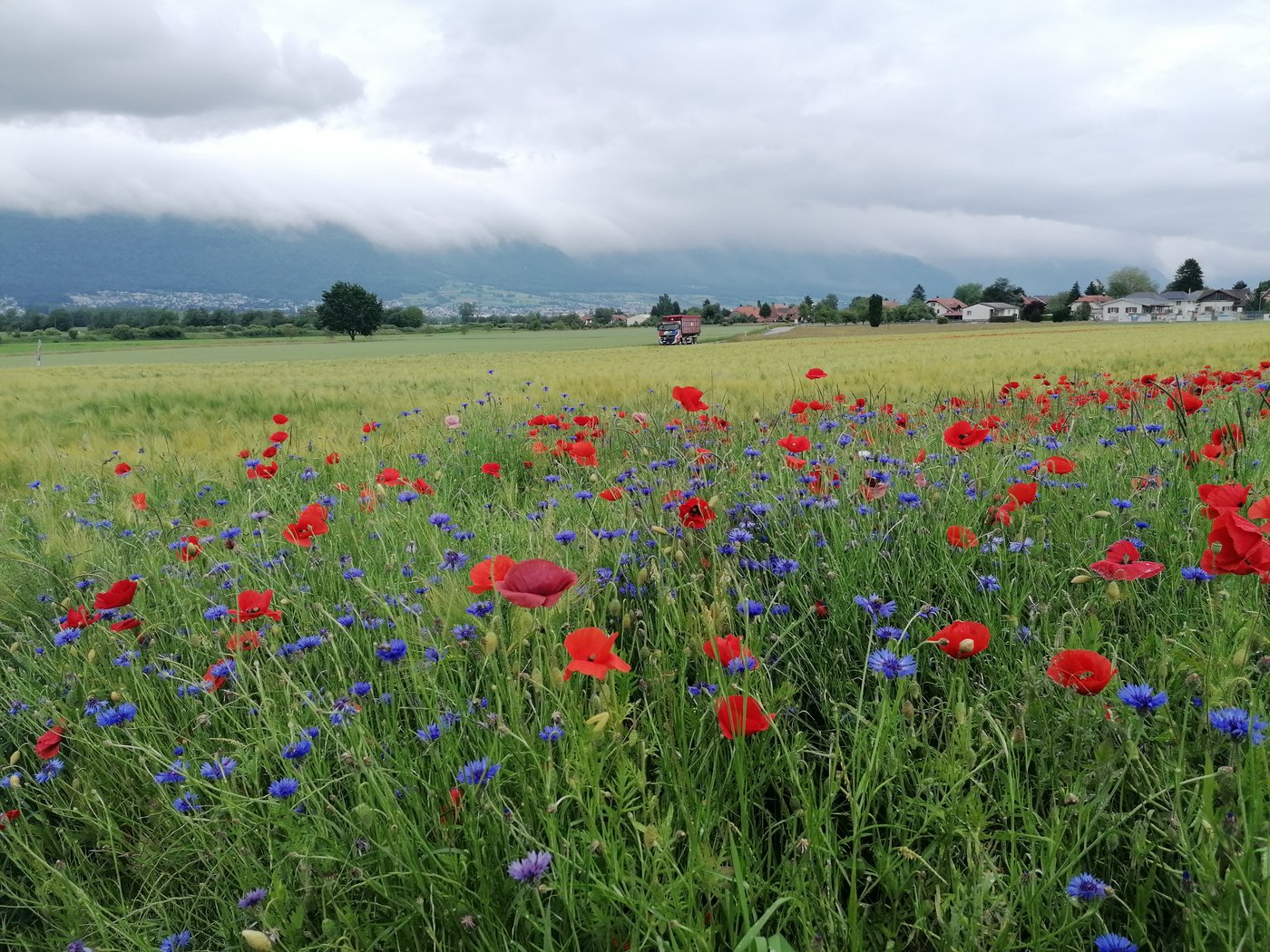 Die Volksinitiative «Für die Zukunft unserer Natur und Landschaft», auch Biodiversitätsinitiative, fordert mehr Geld der öffentlichen Hand. Die Vernehmlassungsfrist für den Gegenvorschlag lief am Freitag ab. (Bild bab)