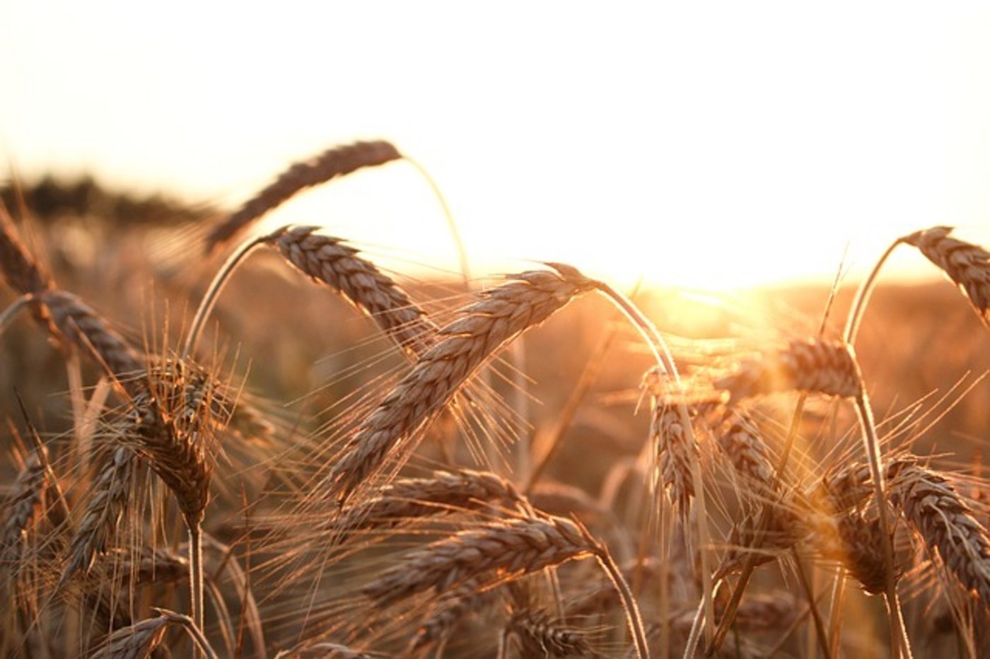 Forscher streiten sich, ob die globale Erderwärmung eine Pause gemacht hat oder nicht. (Bild pixabay)