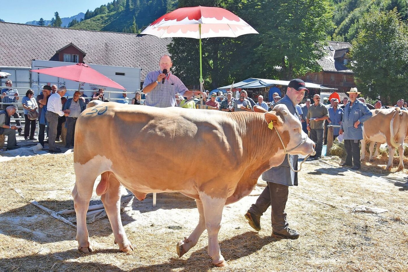 Ob das Wetter auch heuer wieder so gut ist, ist ungewiss. Sicher ist, dass wieder Spitzentiere auf dem Platz sein werden. 