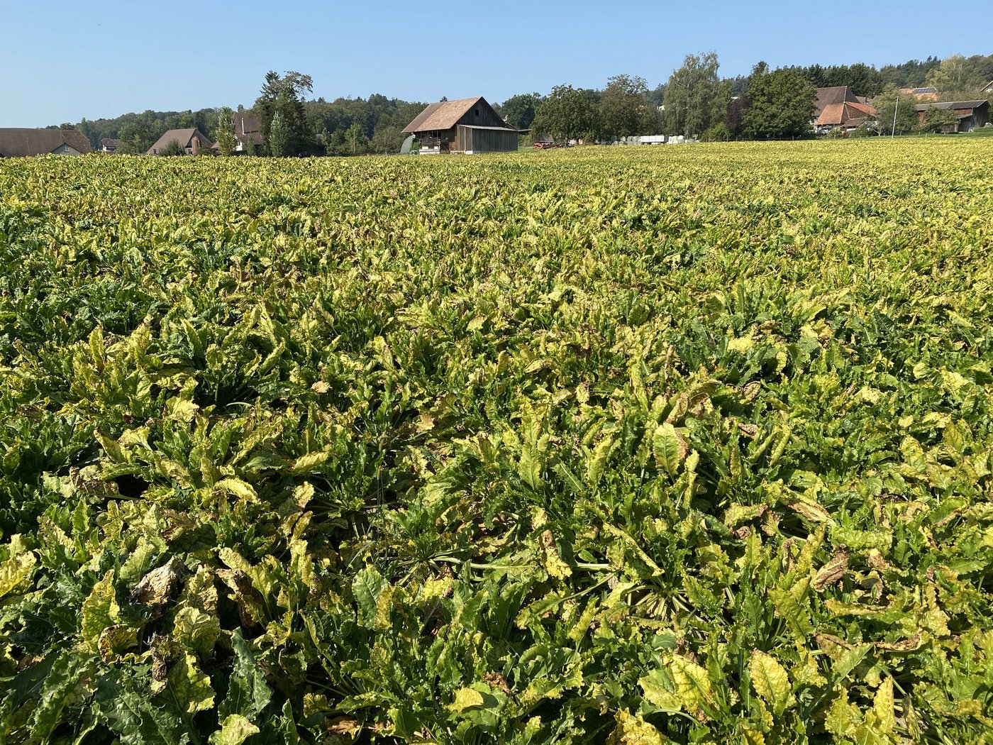 Im vergangenen Jahr führte die Viröse Vergilbung, die durch Blattläuse übertragen wird, zu Ernteeinbussen bis zu 50 Prozent. (Bild ke)