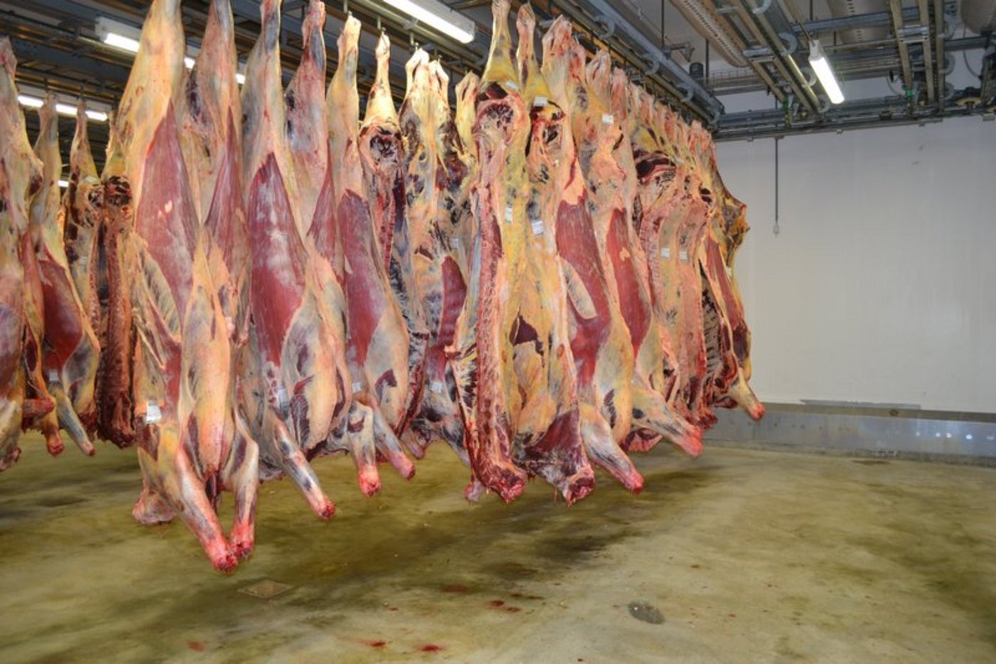 Verdeckt gedrehte Video-Aufnahmen hatten Verstösse gegen das Tierschutzrecht gezeigt. Der Bundesrat findet, es müsse das Personal besser geschult werden. (Symbolbild BauZ)