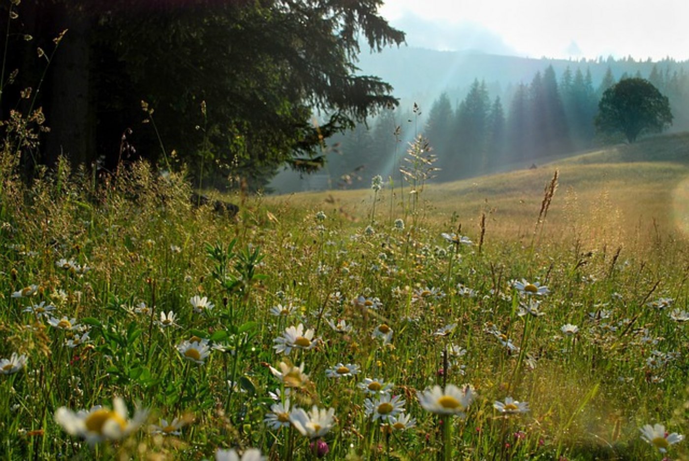 Kleine Höhen und Senken auf einer Wiese sorgen für viele verschiedene Mikroklimata – und damit unterschiedliche Lebensräume. (Bild Pixabay)