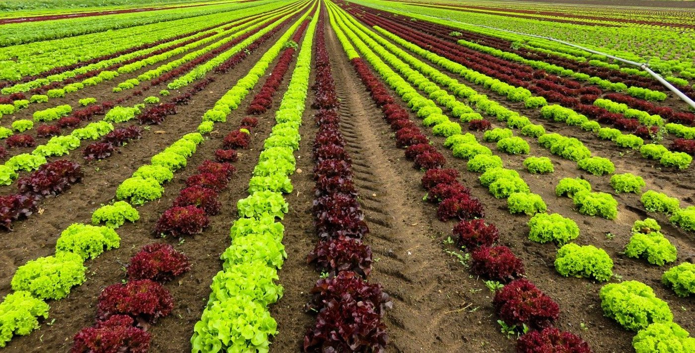 Dass mit den Subventionen Neubauten für die Terraviva AG und Seeland Bio gebaut werden sollen, stösst der Fenaco sauer auf. (Bild Pixabay)