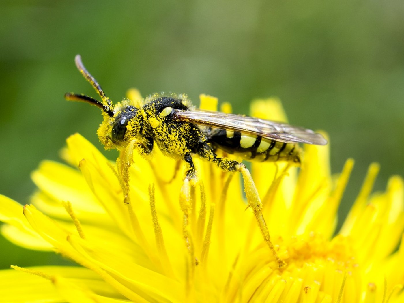 Kleinere Agrarflächen haben mehr Feldränder, die den Bienen Nistplätze und Blüten bieten und auch zur Orientierung dienen. (Bild Pixabay)