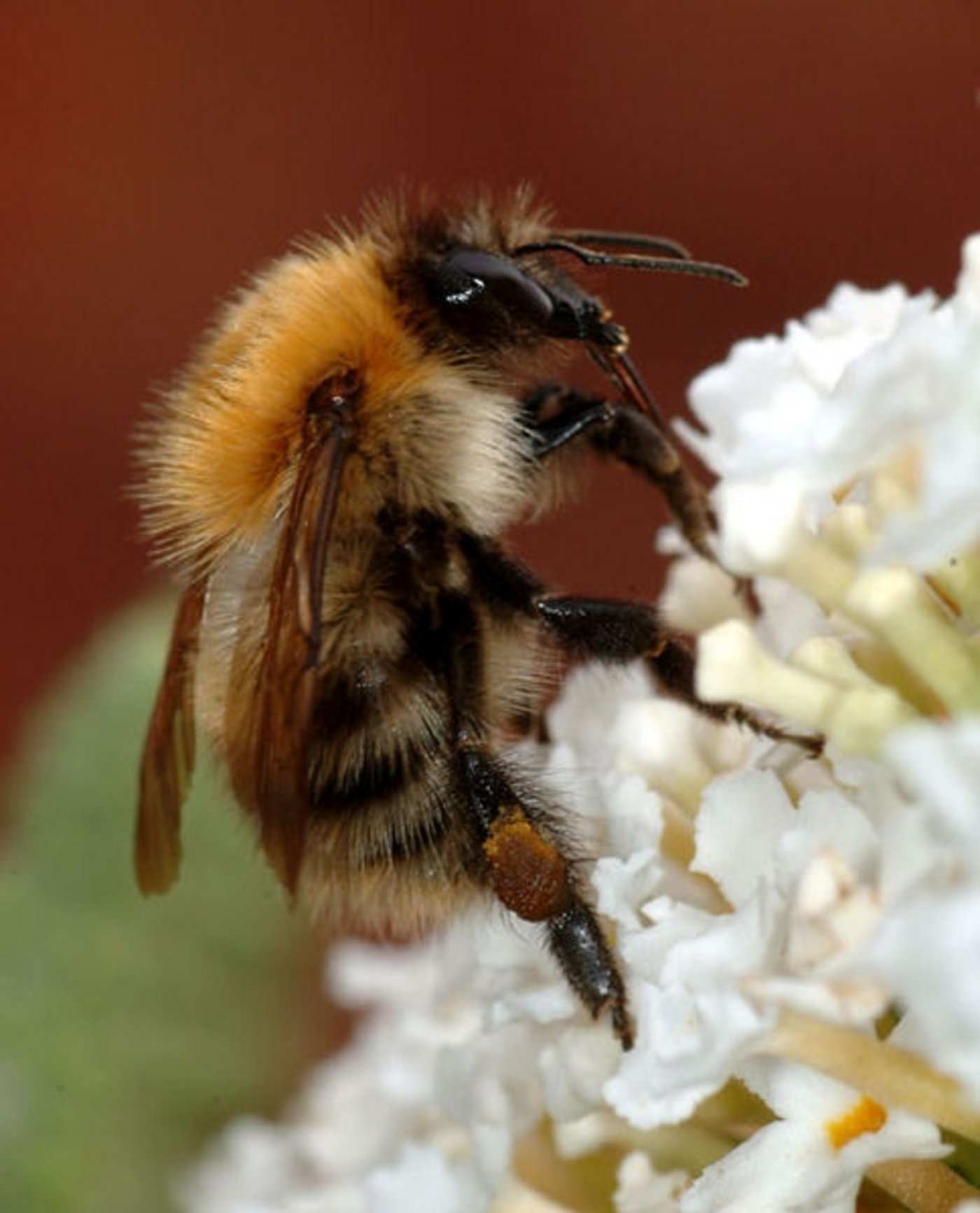 . Der wirtschaftliche Nutzen von Bestäubern wie Hummeln für die europäische Landwirtschaft liegt Berechnungen der IUCN zufolge bei mehr als 22 Milliarden Euro im Jahr. (Bild: Mark Burnett)