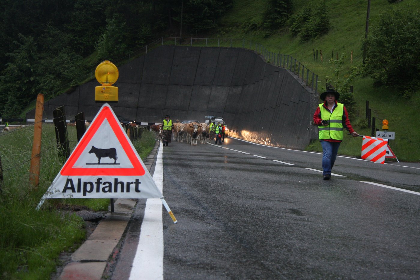 Viehtriebe auf Strassen sind eine Gefahrenquelle. Deshalb sollten die Verantwortlichen sich gut darauf vorbereiten. (Bild BUL)