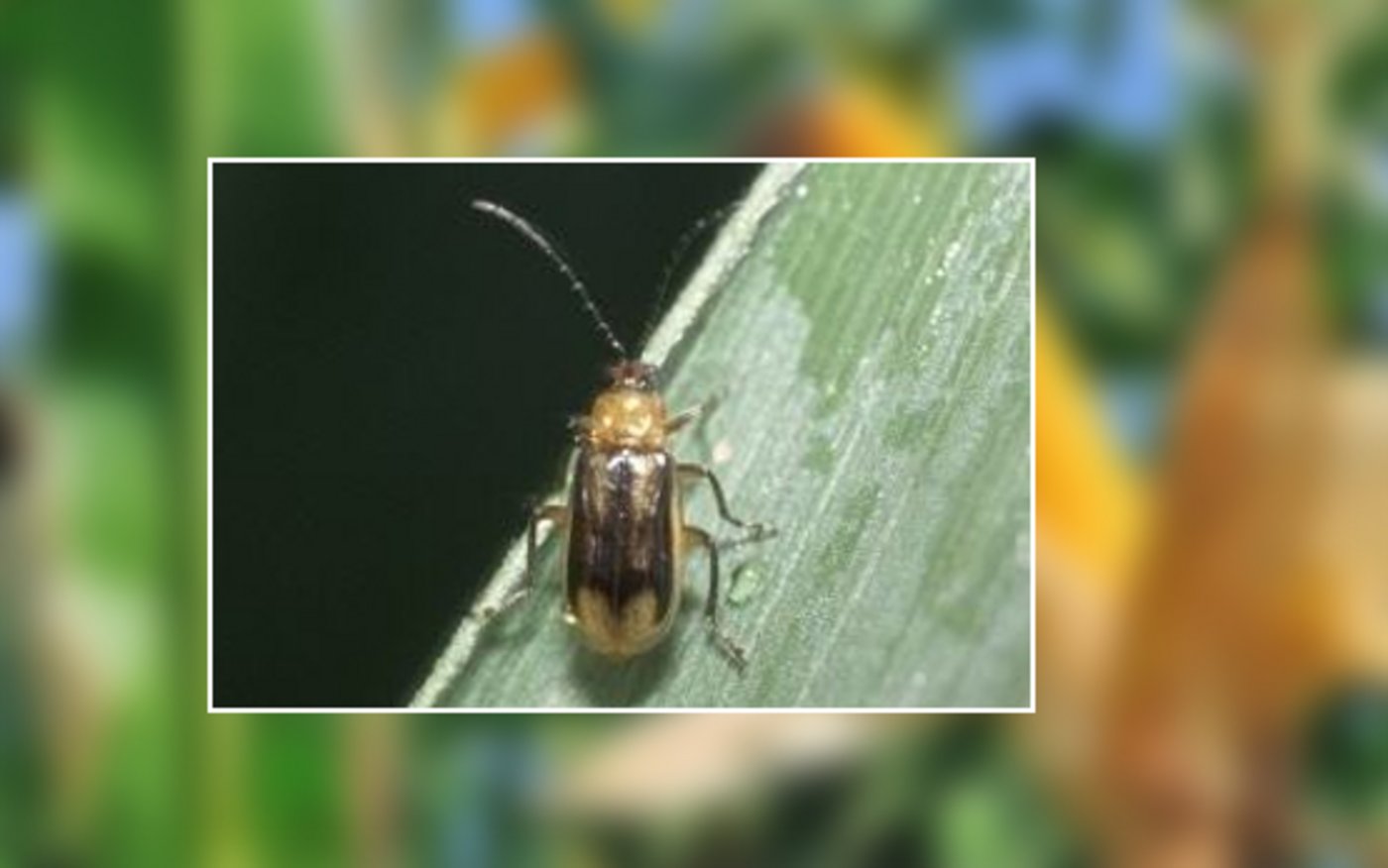 Der westliche Maiswurzelbohrer stammt aus Nordamerika und ist dort der bedeutendste Maisschädling. (Bild Agroscope)