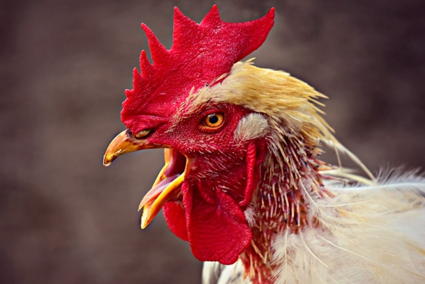 Der Hahn krähte den Nachbarn zu oft. Manchmal habe er gar 14,5 Mal pro Stunde gekräht. (Symbolbild Pixabay)