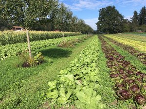 Agroforst: Erfolgreich mit kombinierter Landnutzung Agroforst gewinnt in der Landwirtschaft wieder mehr an Bedeutung hinsichtlich seiner vielen Vorteile für die Umwelt. Eine Anbauweise ist die Kombination von Obstbäumen mit Gemüse. (Bild Bernhard Hänni)