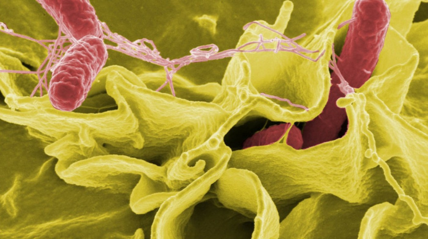 Die Salmonellose war nach der Campylobacteriose die im 2020 zweithäufigste gemeldete Zoonose-Erkrankung in der Schweiz. (Bild Pixabay)