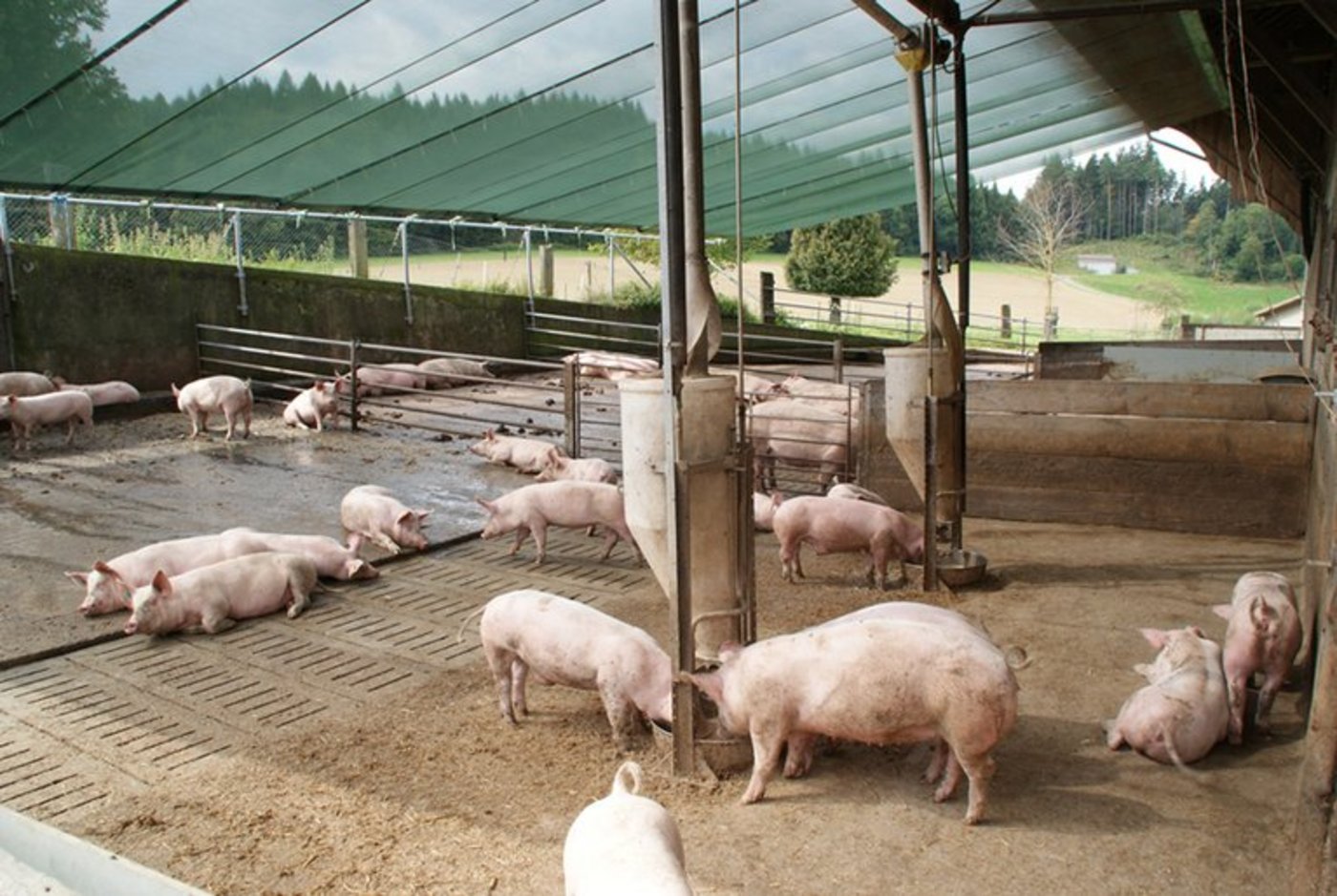 Schweine leiden besonders unter der Hitze, im Auslauf können Schattennetze helfen. (Bild Michael Goetz/LID)