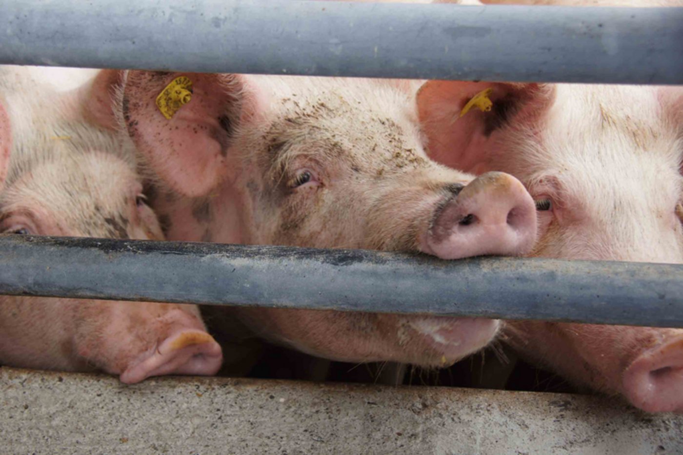 Der Schweinebestand in den USA erreicht neue Rekordhöhen. (Symbolbild lid)