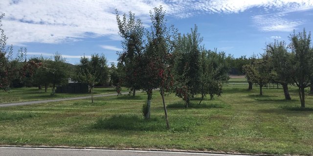 Im September 2020 konnten die Äpfel bei viel sonnigem und warmem Wetter reifen. (Bild jsc)