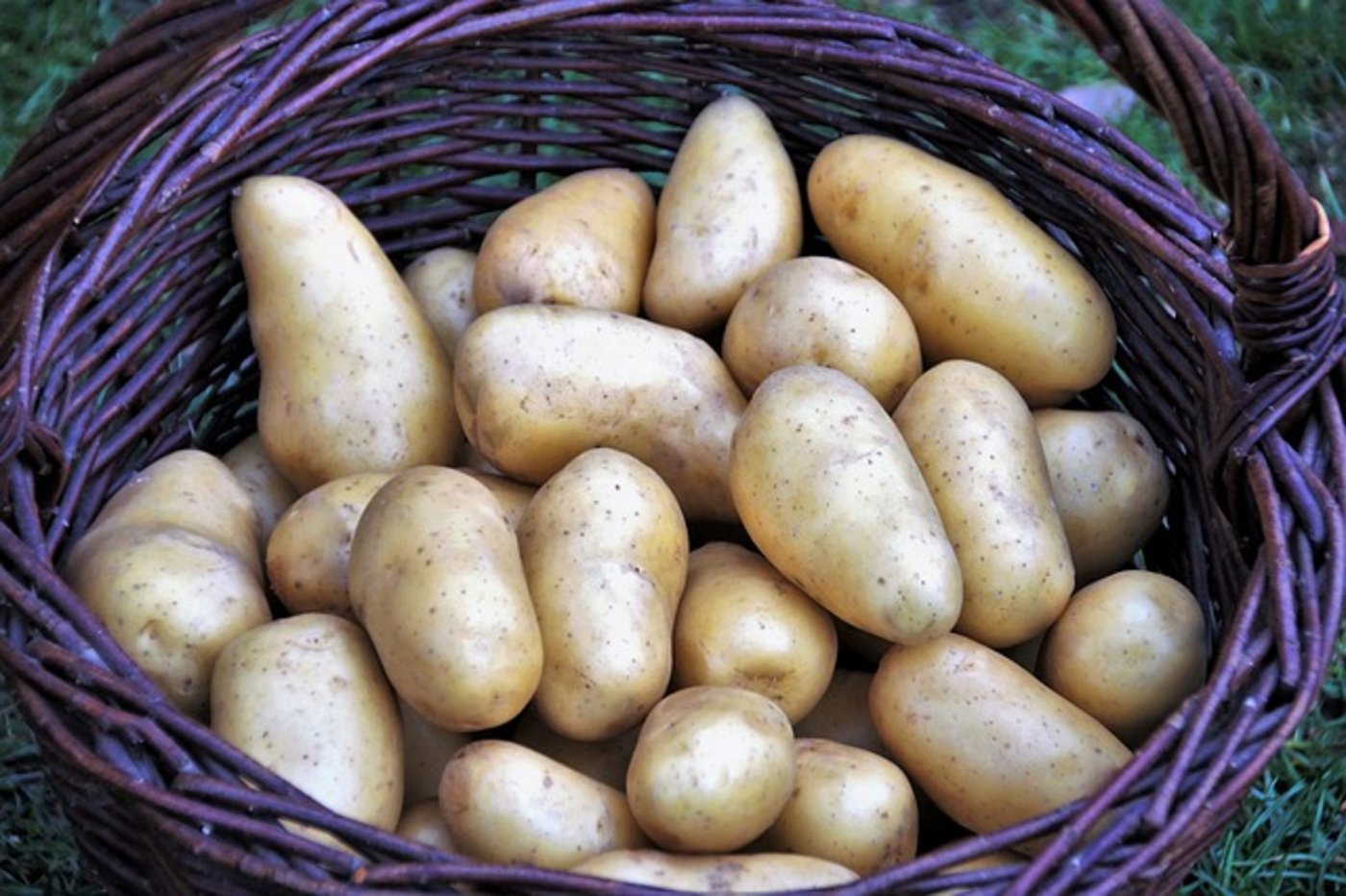Je nach Region konnten die Kartoffeln um eins bis zwei Wochen früher als üblich geerntet werden. (Bild pixabay)