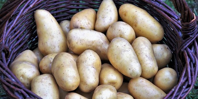 Je nach Region konnten die Kartoffeln um eins bis zwei Wochen früher als üblich geerntet werden. (Bild pixabay)