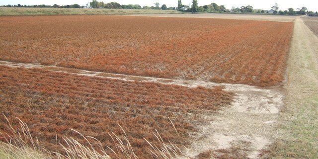 Mit Glyphosat abgebrannte Kartoffelnpflanzen vor der Ernte. (Bild Richard Humphrey)