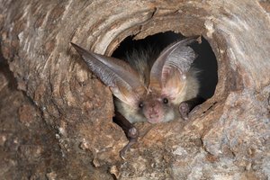 Sogar mit Maiszünslern räumen die Fledermäuse auf Die Langohrfledermaus ist eine von 30 Arten, die es in der Schweiz gibt. Sie jagt gerne in Obstgärten. Den Tag verschläft sie in Baumhöhlen oder Dachstöcken. (Bild www.fledermausschutz.ch)
