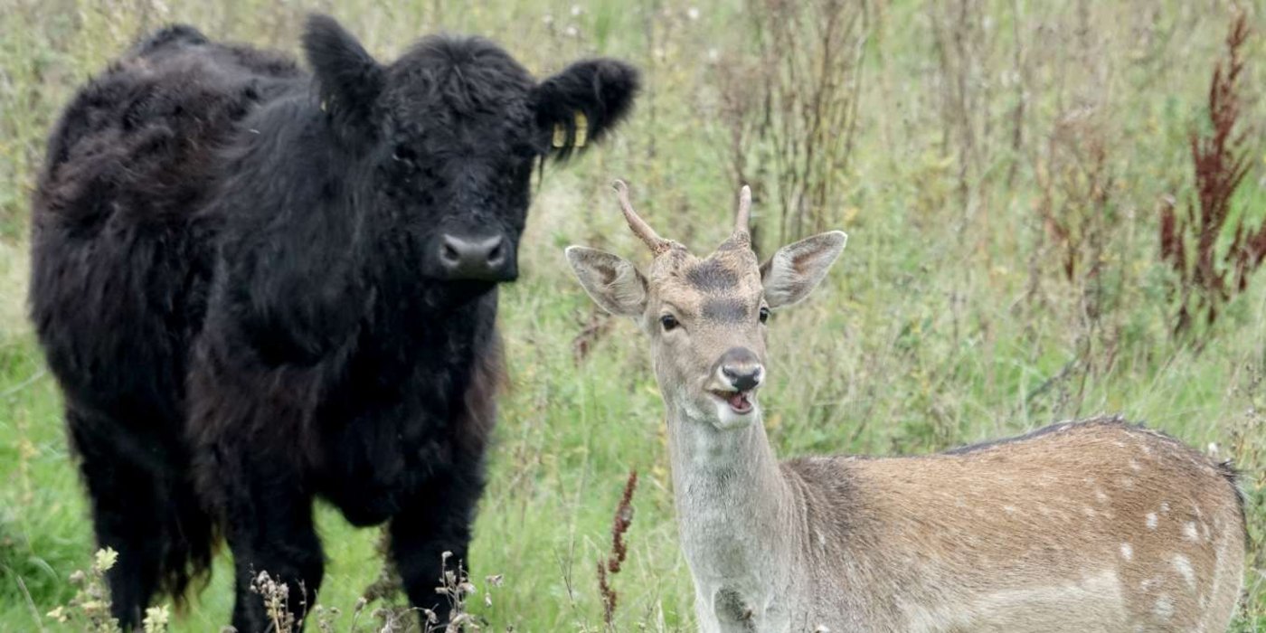 Damhirsch Hannes und seine Rinderherde. (Bild dpa)