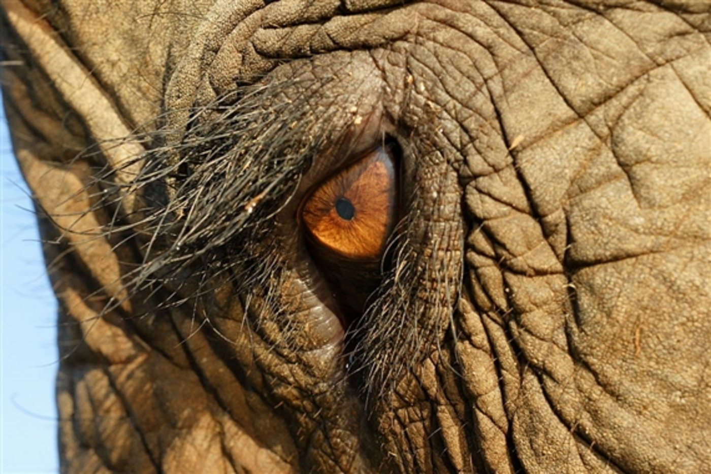 Mehr Schutz für den Elefant: Nationale Elfenbeinmärkte sollen geschlossen werden. (Bild Alexander Klink) 