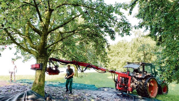 Benno Camenzind aus Küssnacht (r.) lenkt den hydraulischen Schüttler um den Stamm des Brennkirschenbaumes. So werden die Früchte aller 160 Hochstammbäume geerntet. Gleichwohl bleibt noch viel Handarbeit.  (Bild Josef Scherer)
