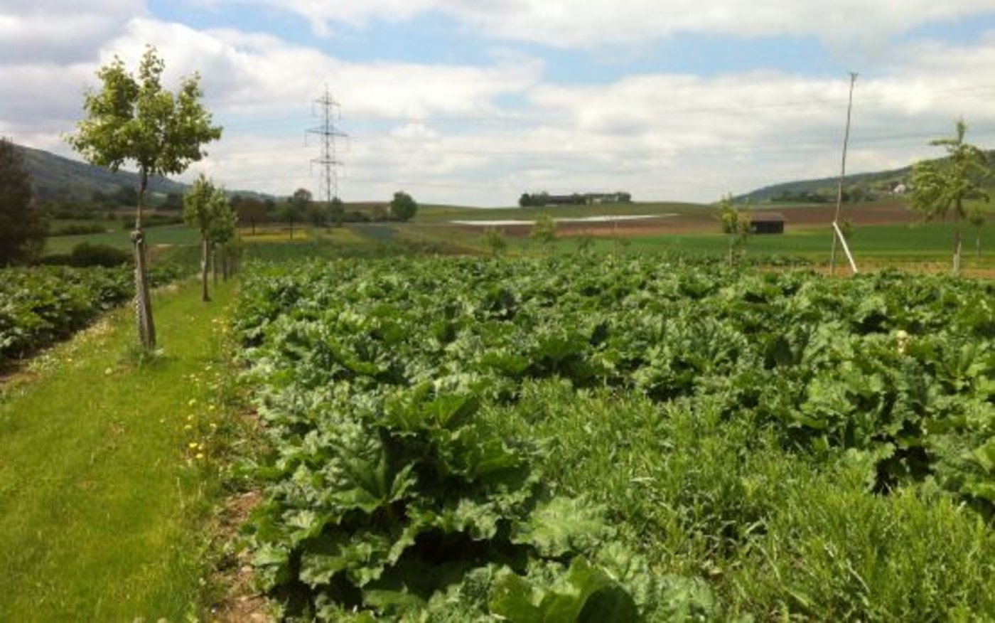 Bäume in Kombination mit Ackerkulturen erlauben eine insgesamt 10 bis 30 Prozent höhere Biomasseproduktion auf der Fläche. Hier im Bild: Birne und Rhabarber im Zürcher Unterland. (Bild Agroscope)