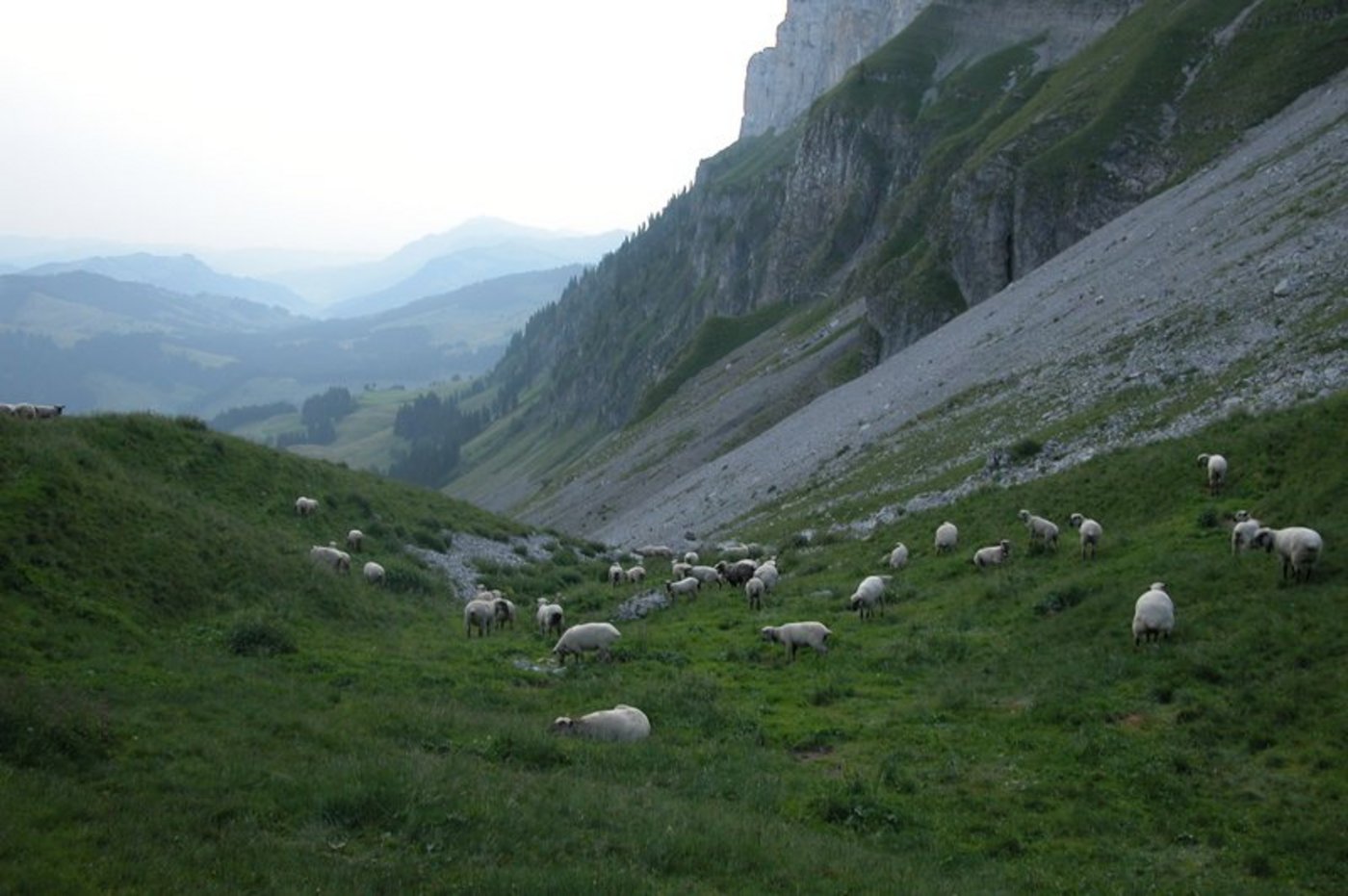 Die Schafe wurden vom Bär über die Schlucht getrieben. (Symbolbild BauZ)