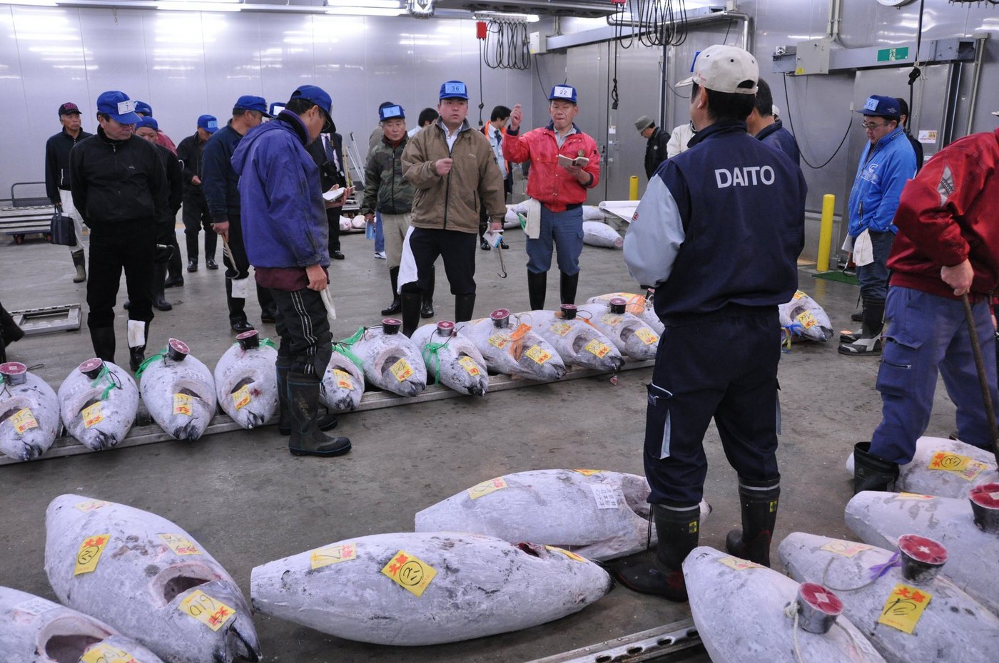 Eine Tunfisch-Auktion auf dem Tsukiji-Fischmarkt. (Quelle: Sin Imai/Wikipedia)