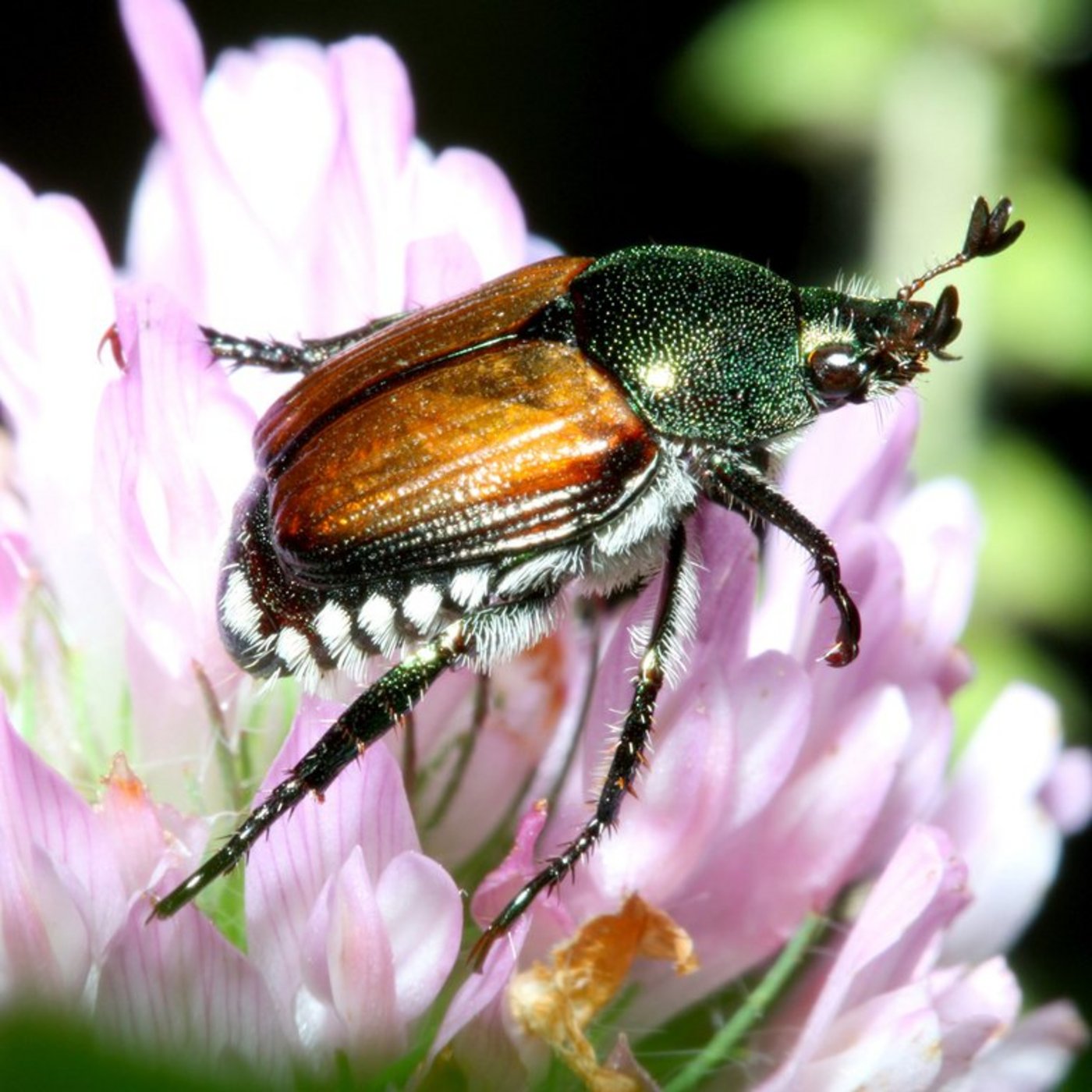Bereits die Larven des Japankäfers ernähren sich von Wurzeln. (Bild Bruce Marlin / Creative Commons Attribution 3.0)