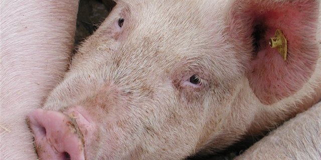 Der Angeklagte soll in grossem Stil Schweine unter "QM Schweizer Fleisch" verkauft haben, die aus nicht zertifizierten Betrieben stammten. (Bild BauZ)