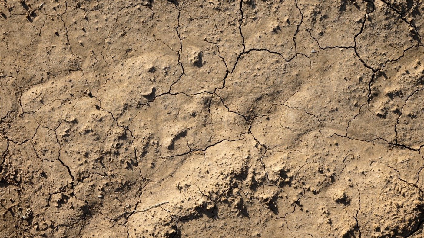 Die aktuelle Trockenheit in Schweden könnte die Grundfutterversorgung gefährden. (Symbolbild Pixabay)