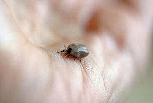 Lästiges Biest: Sobald der Frühling erwacht, werden auch die Zecken aktiv. (Bild pd)