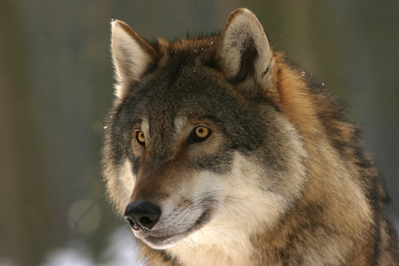 Wolf und Co.: Der Urner Bauernverband hatte ein Volksbegehren lanciert. Demnach muss der Kanton Vorschriften zum Schutz vor Grossraubtieren sowie zur Beschränkung und Regulierung der Bestände erlassen. (Symbolbild Pixabay)