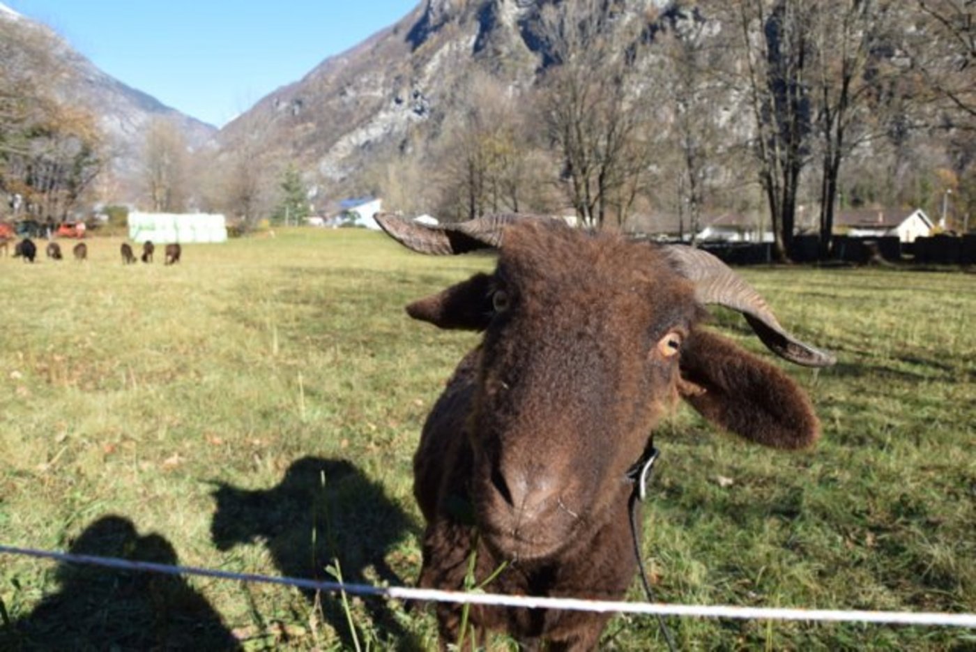 Der Jäger verwechselte die Schafe mit Wildschweinen. (Bild jba)