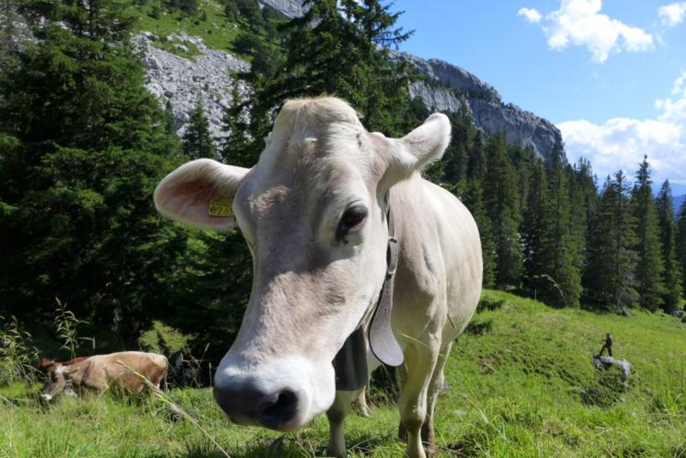 Eindrücke von der Alp Laub. (Bilder zVg)