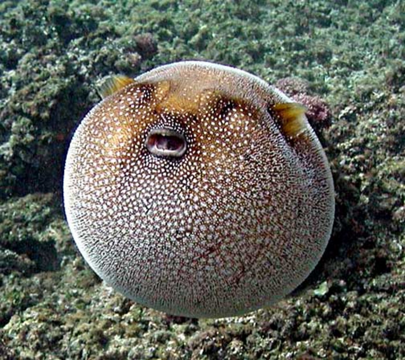 Aufgeblasener Kugelfisch. (Bild Wikimedia)