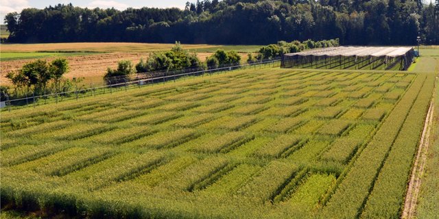 Die untersuchten Weizenlinien wurden in schachbrettartig angeordneten Parzellen angebaut. (Bild Mario Waldburger, Agroscope)