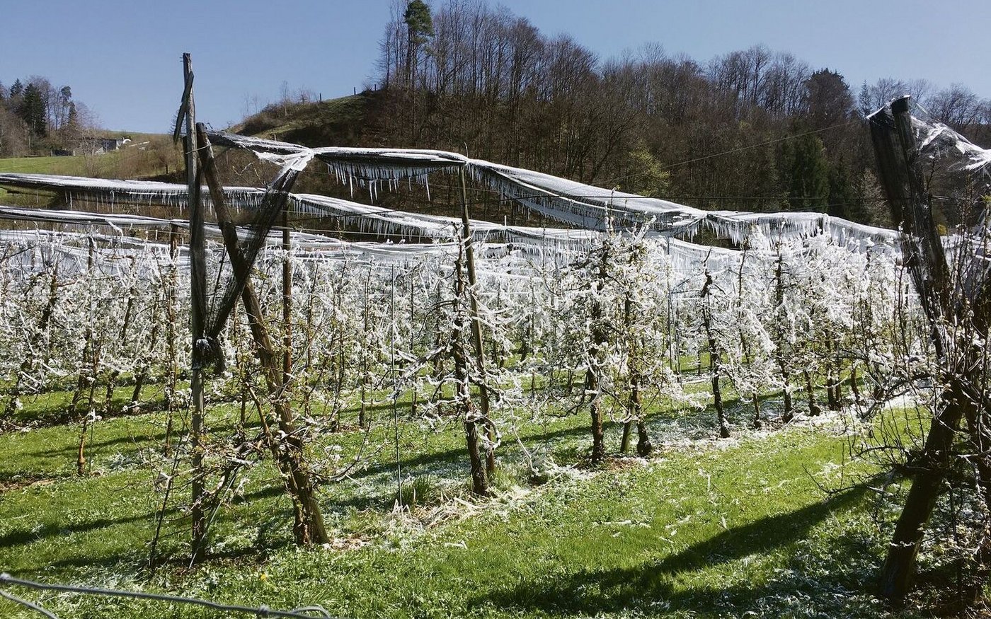 Ab Ostersonntag steigt das Frostrisiko vor allem in windgeschützten Lagen wieder an. Voraussichtlich kann es noch bis Anfang Mai zu kalten Temperaturen kommen.
