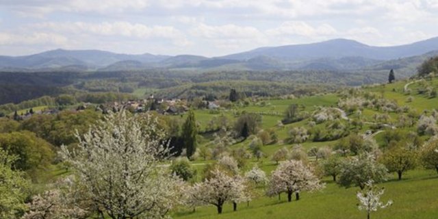 Landauf, landab blühen Hochstammbäume derzeit. (Bild lid)