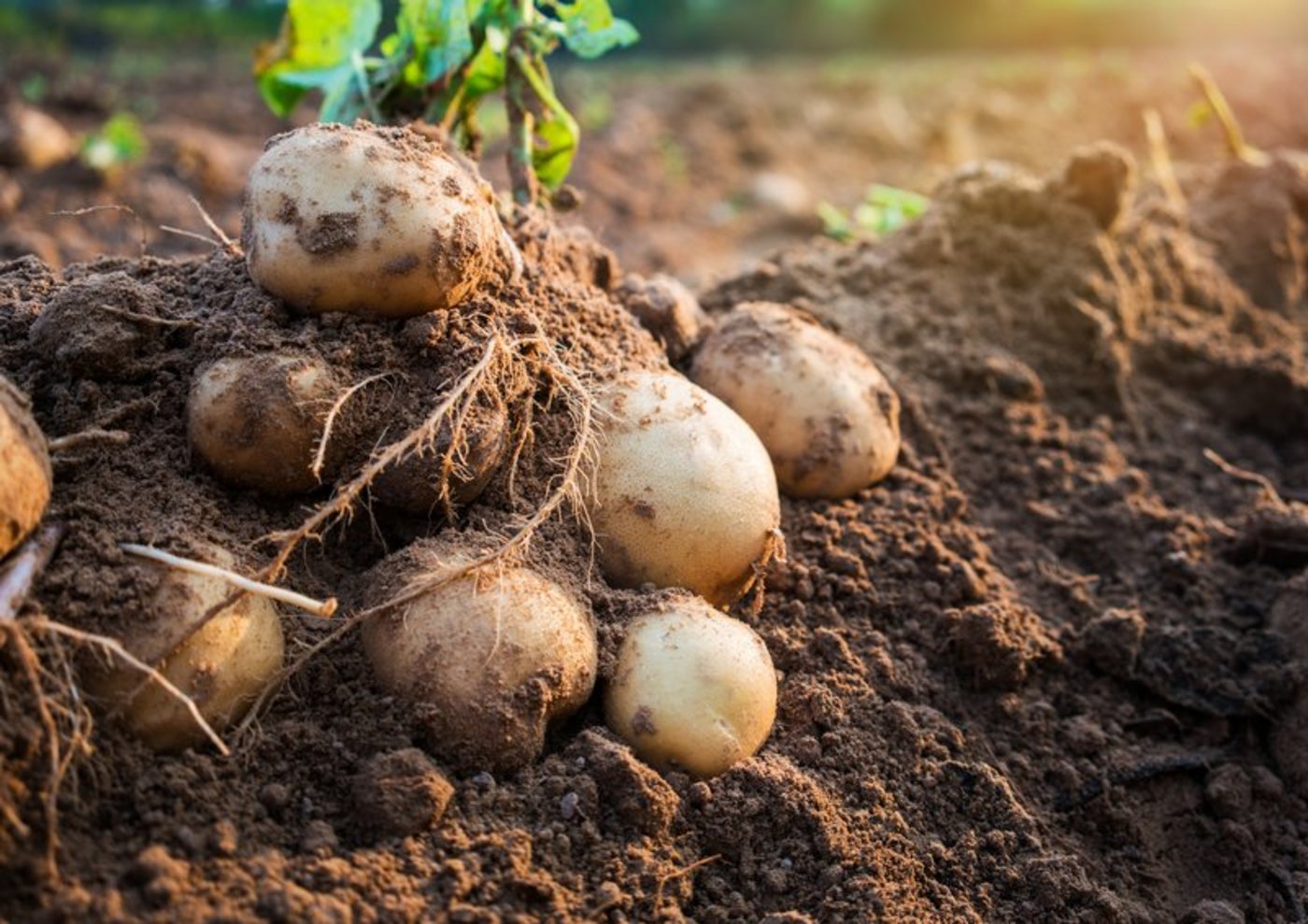 Bald geht es los mit der Ernte der Frühkartoffeln. (Bild Fotolia)