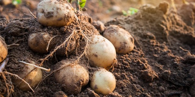 Bald geht es los mit der Ernte der Frühkartoffeln. (Bild Fotolia)