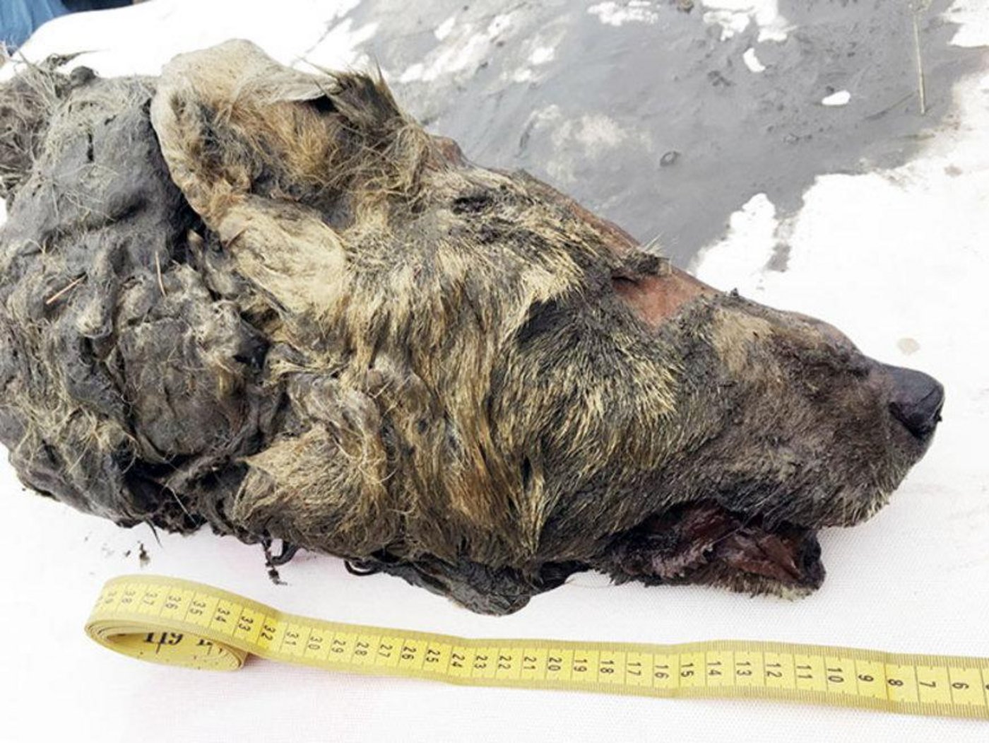 Dieser Wolf reisst keine Schafe mehr. (Bild Albert Protopopov)