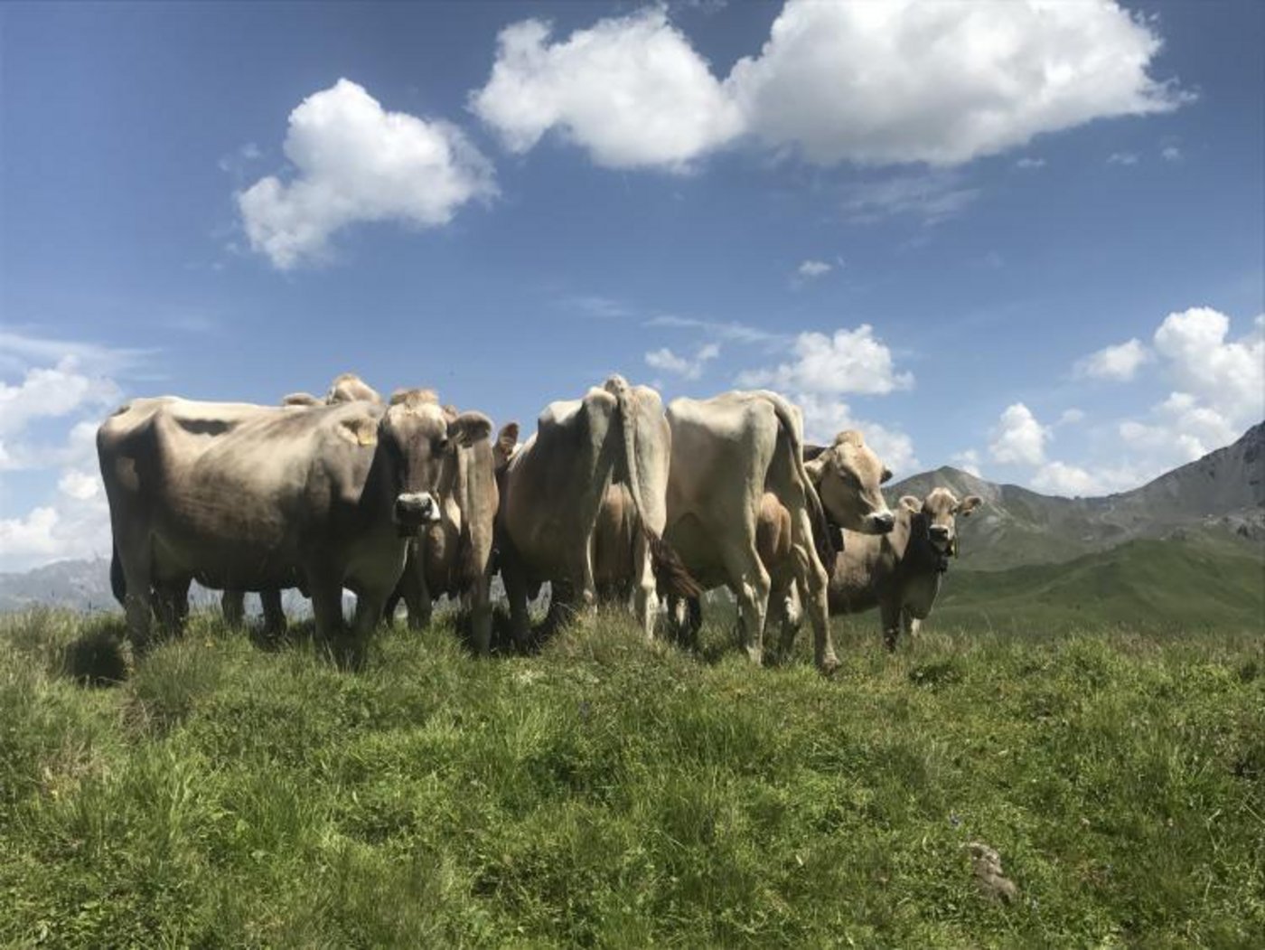 Eindrücke von der Alp Fideriser Duranna. (Bilder zVg)