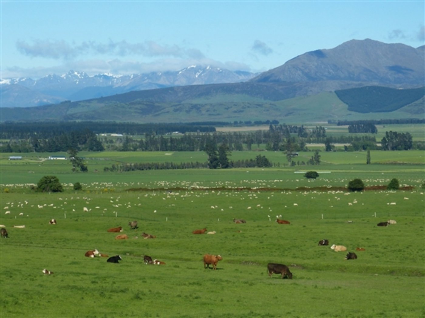 Wichtigstes Exportprodukt in Neuseeland sind die Milchprodukte. (Bild pd)