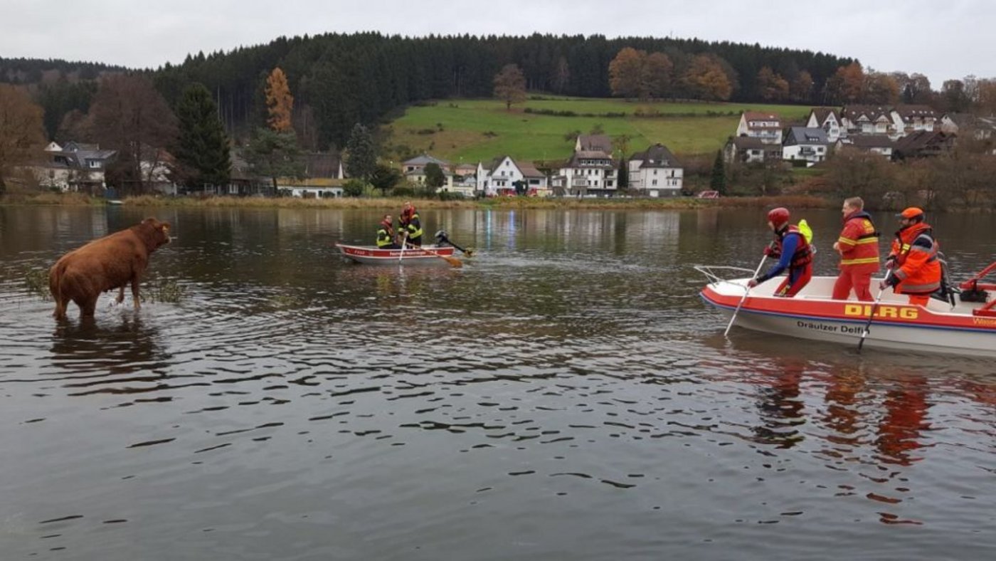 Mit Booten wurden die Rinder zurück an Land getrieben. (Bilder Feuerwehr Olpe)